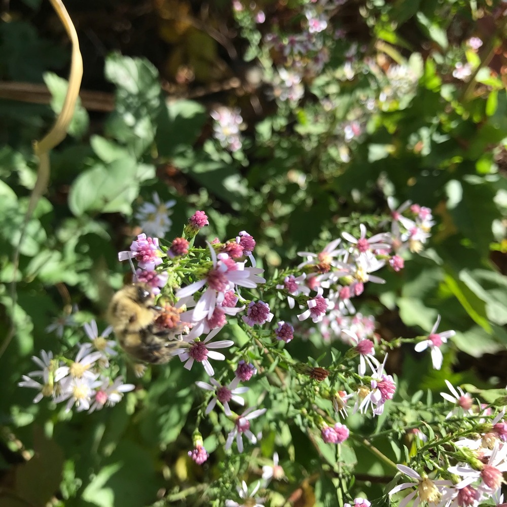 Meet your Posher, Niecy